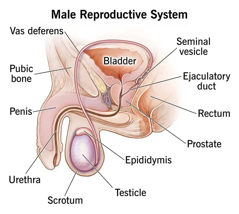 male reproductive system.jpg